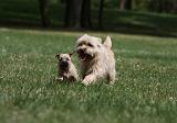 CAIRN TERRIER 401